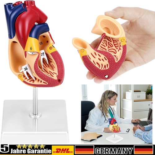 Anatomie modell herz des - anatomie,