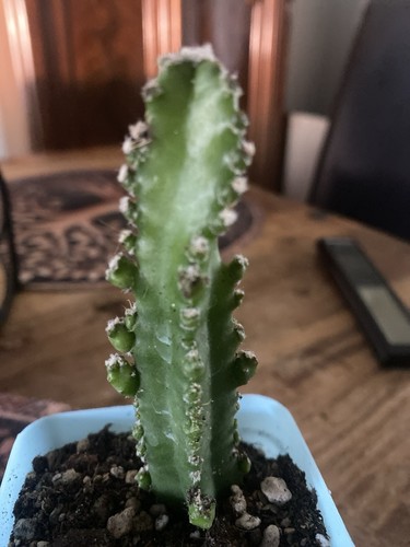 Kaktus cereus peruvianus - kaktus,