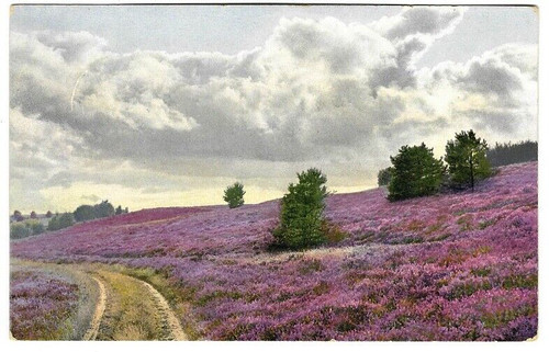 Lüneburger heide - ak,
