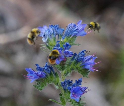 200 samen natternkopf - samen, echium