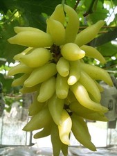 2 jährige Weintraube  Tafeltraube  "Gold Finger"