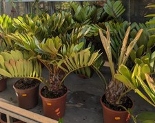 Zamia Furfuracea  Palmfarn