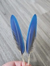 2 x blau gelbe ??  Papageienfeder  Ara Vogelfeder Daumenfittiche Traumfänger 