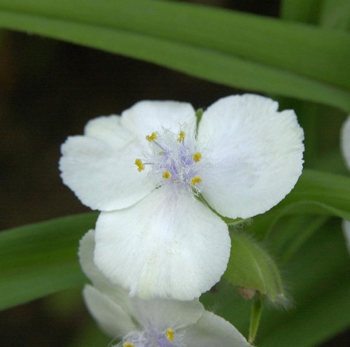 Dreimasterblumen gisela - dreimasterblumen,