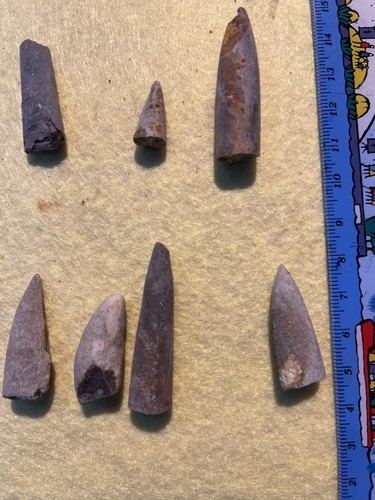 Fossil konvolut belemnit - fossil,