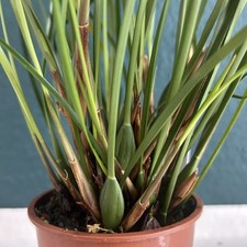 Maxillaria tenuiflora 1