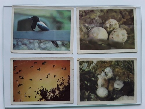 Ddr sammelbilder vögel - ddr-sammelbilder, "vögel