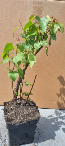 Pre bonsai birkenbaum - pre-bonsai,,
