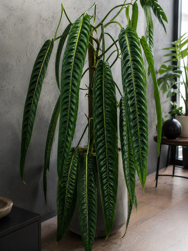 Sale1407 philodendron - sale1407,
