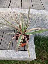 Yucca Gloriosa Palmlilie 3-farbig winterhart