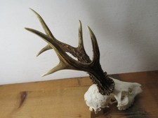 Kapitales Rehgeweih 399 g