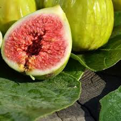 Ficus carica goutte or - ficus,