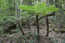 SAMEN Garten Samen Rarität