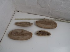 Konvolut Versteinerung Fossil