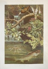Original graphic fauna brown - original,