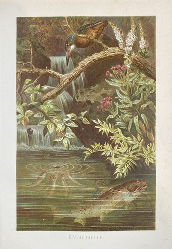 Originalgrafik fauna - originalgrafik,