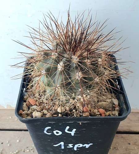 Copiapoa krainziana - , fa