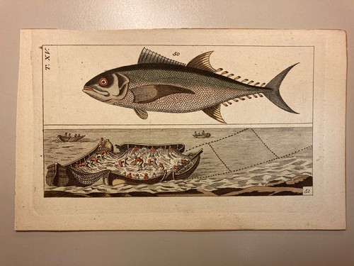 1804 kupferstich thunfisch - 1804,