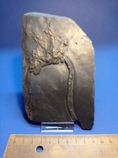 Bundenbach seelilie crinoid - bundenbach,