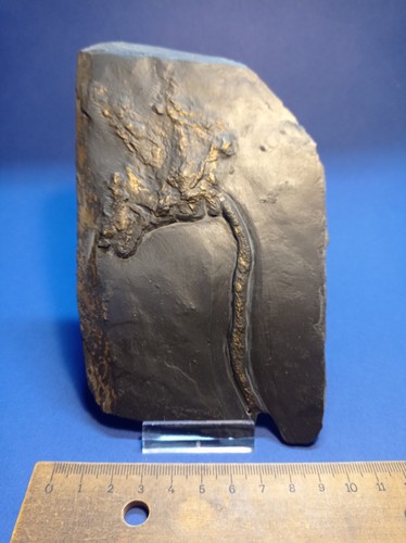Bundenbach seelilie crinoid - bundenbach,