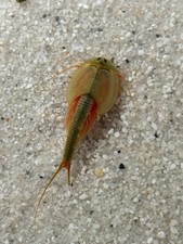 Triops Longicaudatus –??