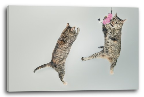 Wandbild playing flying cats - wandbild,