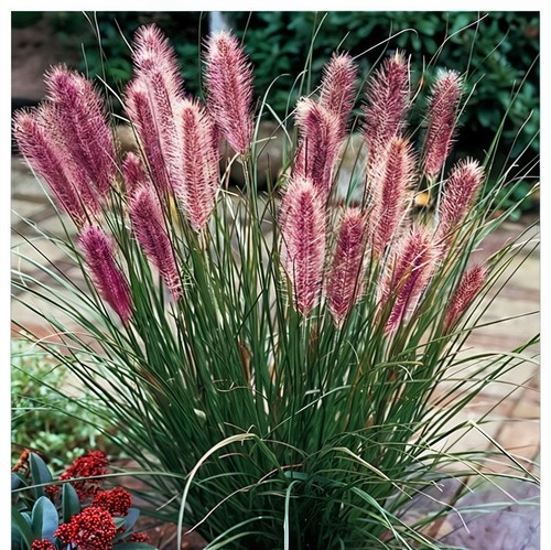 Pennisetum alopecutoides red - alopecutoides,