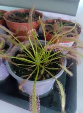 ❗ Aktion ❗Drosera Capensis - Kap Sonnentau (Fleischfressende Pflanze)