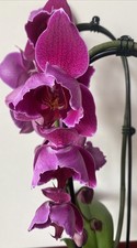 Orchidee Phalaenopsis Halb  Peloric