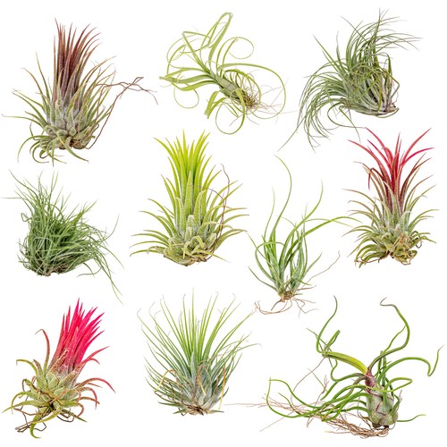 Bloomique 10er mix - -,