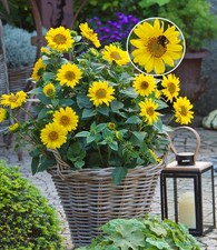 Winterharte Sonnenblume