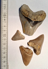 Megalodon hai zahn - konvolut, 4