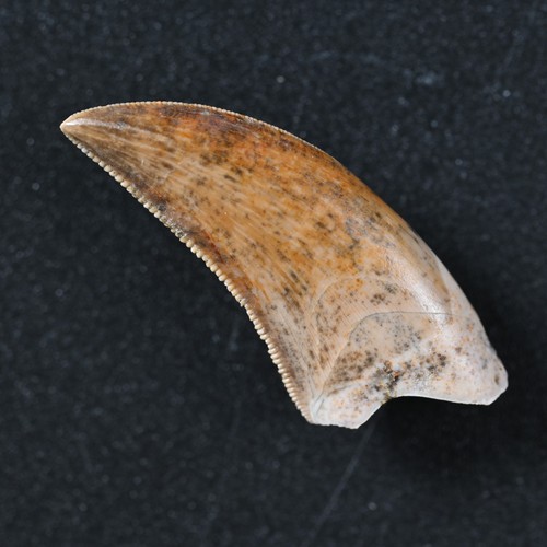 4cm dinosaurier zahn - dinosaurier,