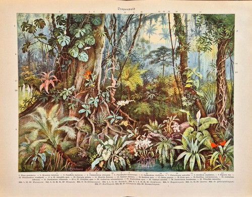 Alte chromolithographie - alte,
