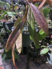 Hoya sulwasiana - hoya,
