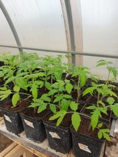 Veschiedene tomatenpflanzen - veschiedene,