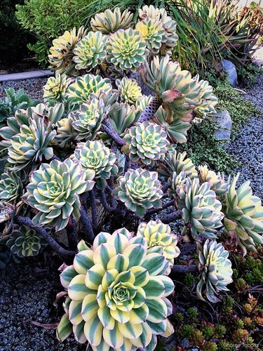 80002291 aeonium sunbrust - 80002291,