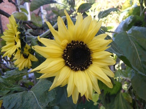 Sonnenblume moonwalker - sonnenblume,