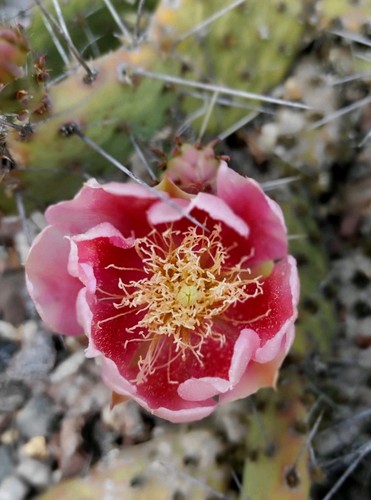 Opuntia winterhart frosthart - opuntia,