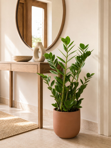 Zamioculcas glücksfeder - zamioculcas,