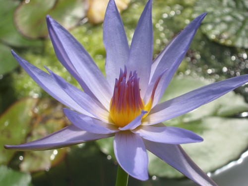 Blaue seerose blauer - blaue,