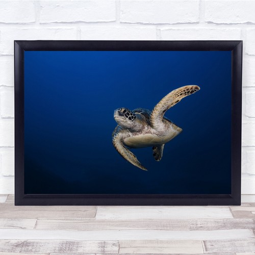 Schildkröte tortue - schildkröte,