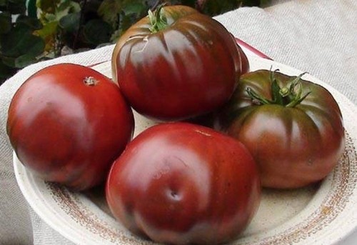 Tomatensamen indische - tomatensamen, (8+);