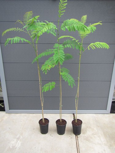 Albizia julibrissin rosea - albizia, 'rosea'