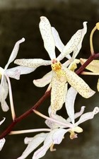 Renanthera ‚White Dreamer‘