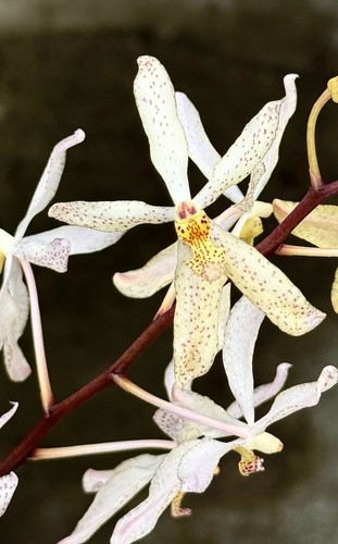 Renanthera white dreamer - ‚white, dreamer‘