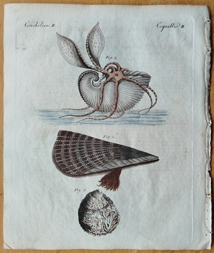 Muschel nautiulus auster - muschel,