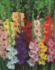 100 Gladiolen Großblumig