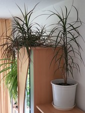 Palme Drachenbaum Zimmerpflanze