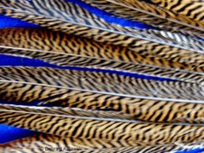 10 Beautiful Golden Pheasant